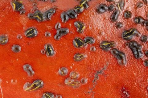 Colletotrichum acutatum_stacking
