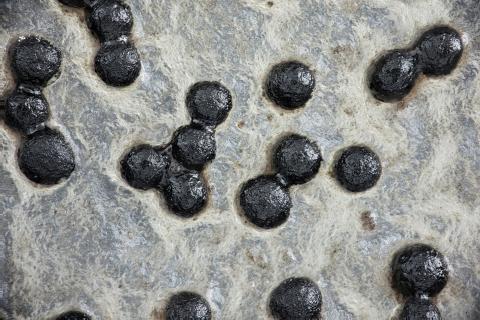Sclerotium cepivorum