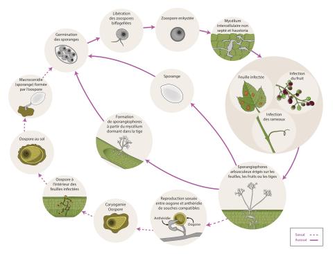 Plasmopara viticola - Cycle maladie