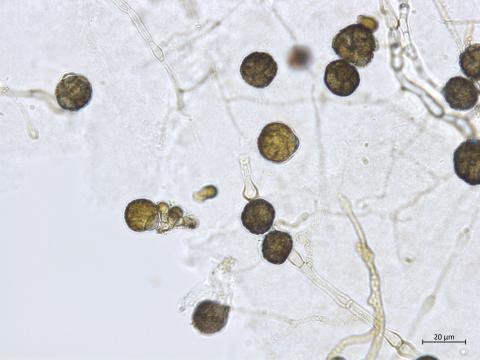 Epicoccum sp.