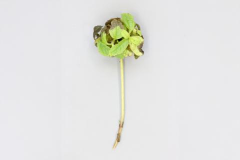 Eupatoires - Phytoplasme de la jaunisse de l'aster_1