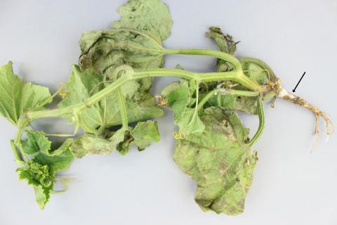 Concombre - Pourriture des racines et du collet (Phytophthora capsici)