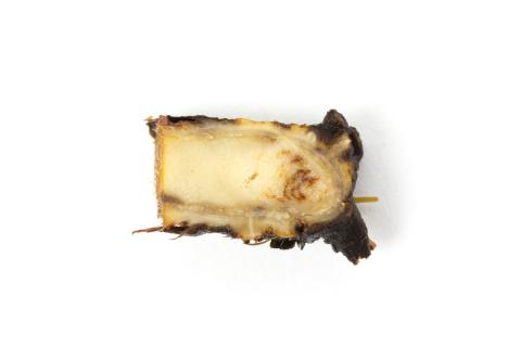 Fraise - Pourriture des racines et du collet (Phytophthora cactorum)
