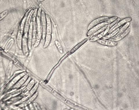 Fusarium solani