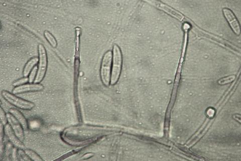 Fusarium solani