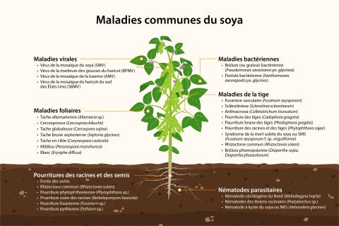 Soya principales maladies