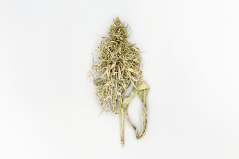 Maïs grain et fourrager - Mildiou (Sclerophthora macrospora)