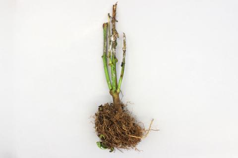 Poivron - Pourriture sclérotique (Sclerotinia sclerotiorum)