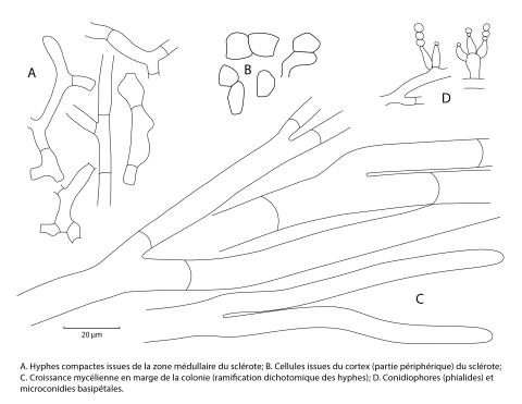 Sclerotium cepivorum