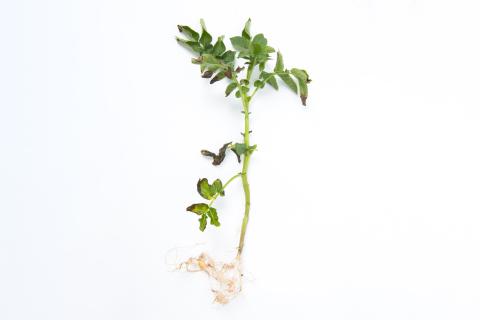 Pomme de terre - Fusariose vasculaire (Fusarium oxysporum)