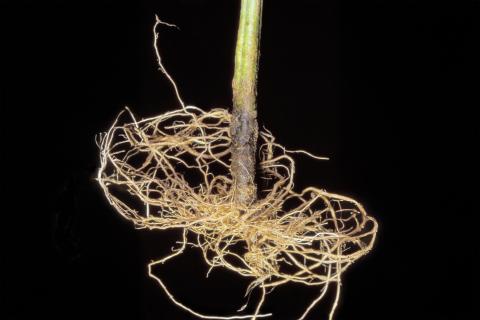 Tomate - Rhizoctone commun (Rhizoctonia solani)