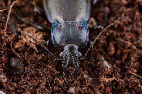 Carabe des bois (Carabus nemoralis)