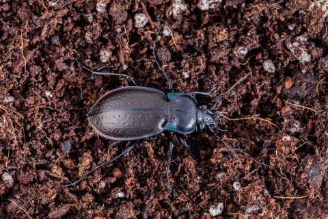 Carabe des bois (Carabus nemoralis)