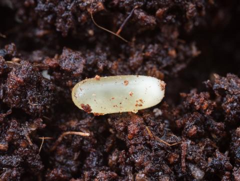 Carabe des bois (Carabus nemoralis)