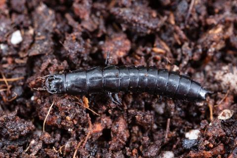 Carabe des bois (Carabus nemoralis)