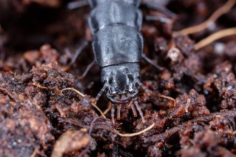 Carabe des bois (Carabus nemoralis)