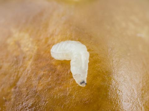 Rhagoletis striatella