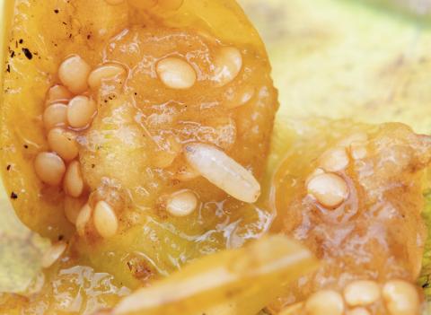 Rhagoletis striatella