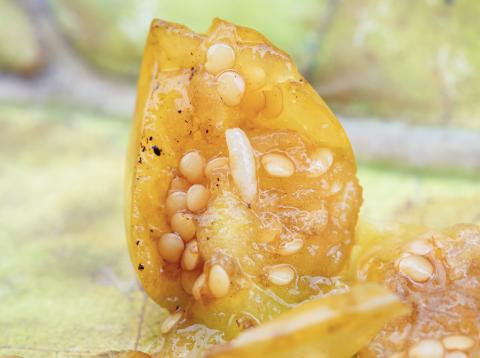 Rhagoletis striatella