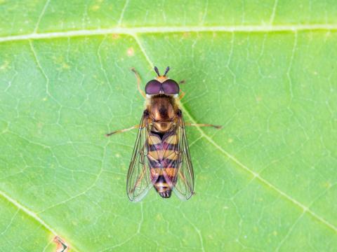 Syrphe d'Amérique (Eupeodes americanus)