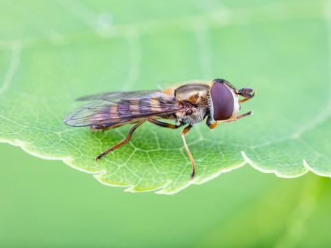 Syrphe d'Amérique (Eupeodes americanus)