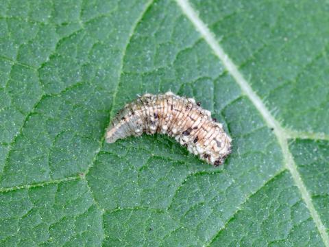 Syrphe d'Amérique (Eupeodes americanus)