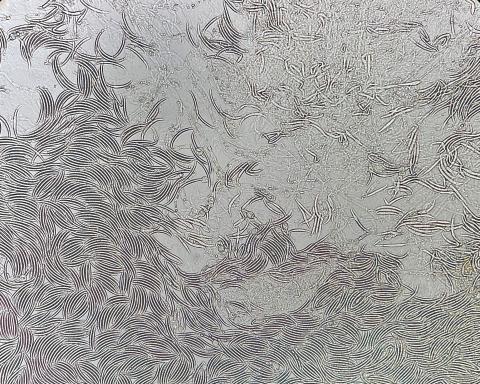 Fusarium virguliforme_2